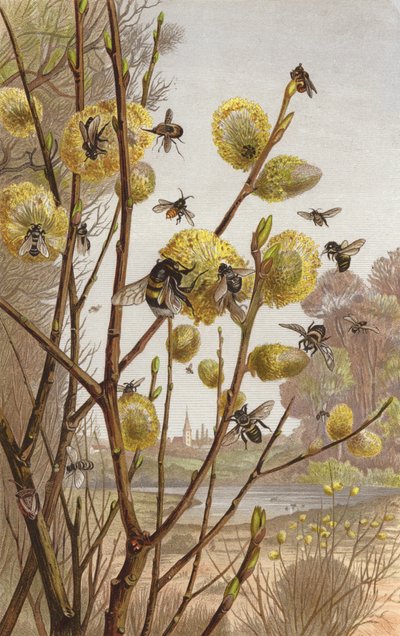 Imagen de primavera de la vida de los insectos de European School